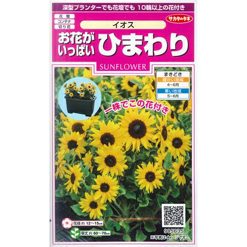 ひまわり 種 【 お花がいっぱいひまわり イオス 】 実咲小袋 