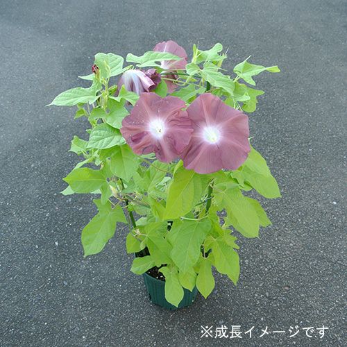 朝顔 花苗 団十郎 3本セット【予約販売】 | 農業屋.com