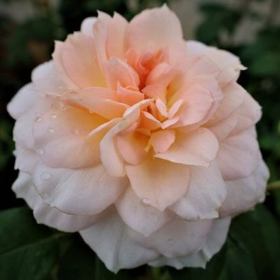 ピンク系 | 農業屋.com