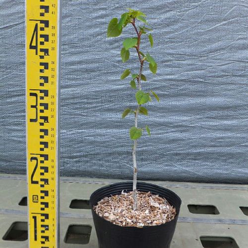 苗木 マルバノキ 15cmポット | 農業屋.com