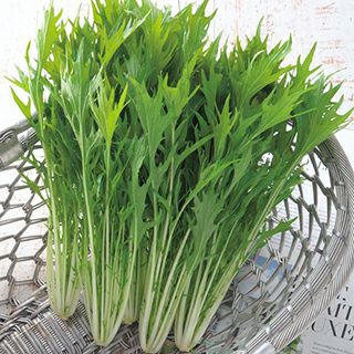 水菜屋 水菜 | 農業屋.com