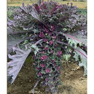 ャベツ 野菜苗 【プチヴェール ルージュ】 苗 6本セット