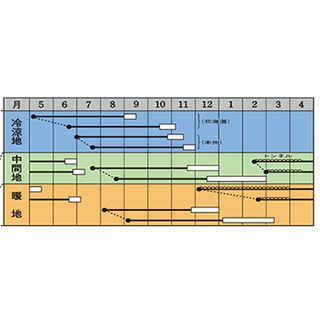 にんじん 種 【 京くれないＥＸ 】 ペレット1万粒粒