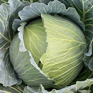 キャベツ 種 【 晩抽冬982 】 ペレット5千粒 ( キャベツの種