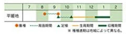 ザーサイ 種 【 ちからこぶザーサイ 】 小袋（コート200粒