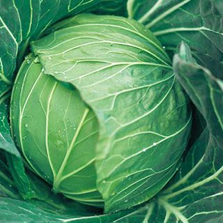 キャベツ 種 【 とくみつ 】 3000粒 ( キャベツの種 ) | 農業屋.com