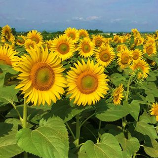 緑肥 種 【 景観用 ひまわり　NSクルナ 】 500g 