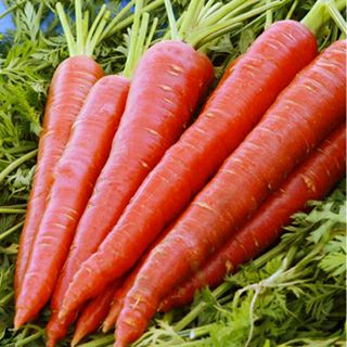 にんじん | 農業屋.com