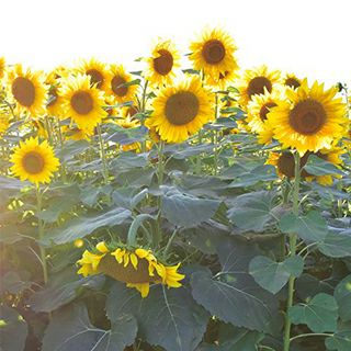 緑肥用ひまわり 種 【 ジル 】 500g ( 緑肥用ひまわりの種 ) | 農業屋.com