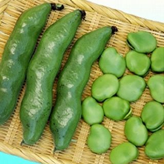 豆の種　　　緑色・紫点 確認中 さやが紫！？ 紫えんどう豆 ツタンカーメン(1.3㎏)：京都府産の