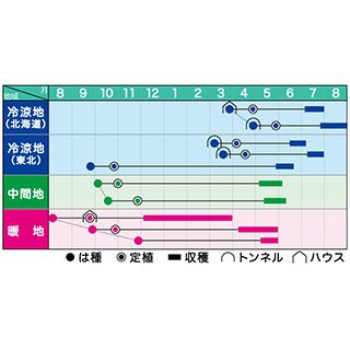 豆 種 【 ソラ豆緑陵西一寸 】 23粒 