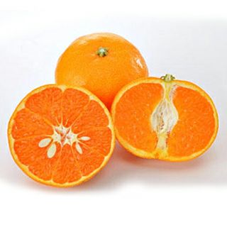 柑橘類の苗【 あすき 1年生苗木 】 | 農業屋.com