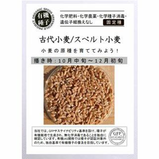 有機種子 古代小麦 種 【 スペルト小麦 】 500ｇ ( 古代小麦の種 )