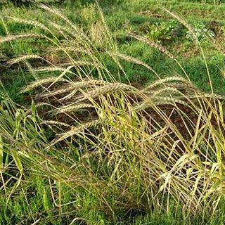 有機種子 古代小麦 種 【 スペルト小麦 】 500ｇ ( 古代小麦の種 )