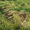 有機種子 古代小麦 種 【 スペルト小麦 】 500ｇ ( 古代小麦の種 )
