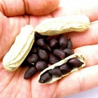 落花生 | 農業屋.com 落花生 | 農業屋.com
