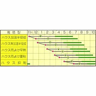 ミニトマト 種 【ＣＦプチぷよ ２】 小袋