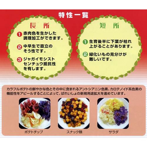 じゃがいも 種芋 【予約】 【 ノーザンルビー 500g 入り
