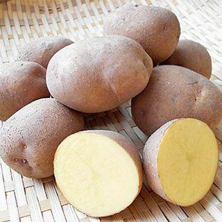 金彩じゃがいも文鉢 (未使用 新品同様) 金彩じゃがいも文鉢 (未使用 新品同様) 金彩じゃがいも文鉢 (未