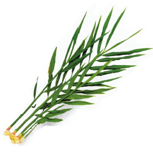 しょうが 【 小生姜 】 生姜種 種芋 300g入り | 農業屋.com