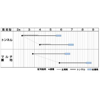 トウモロコシ 種 【ほしつぶコーン】 ＧＦ（40粒）