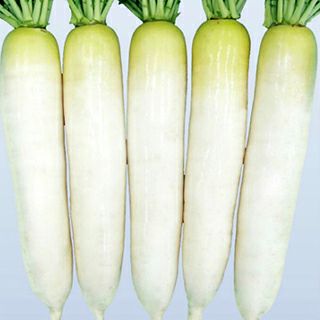 ブロッコリー 種 【 BL－456 】 ペレット5千粒 ( ブロッコリーの