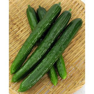 きゅうり | 農業屋.com きゅうり | 農業屋.com