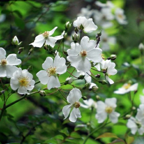 バラ台木 000000023866-01-l.jpg?t=