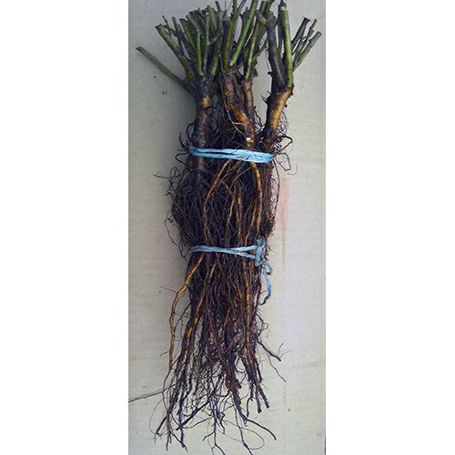 バラ切り接ぎ台木 【ロサムルティフロラ（ノイバラ）】 30本セット