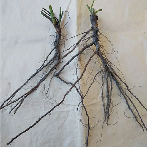 バラ台木　専用出品 71-lAYqaXNL._AC_UF350,