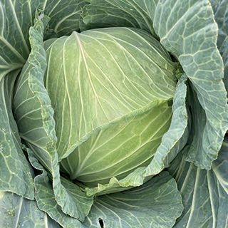 000000023893-01-l.jpg?t=