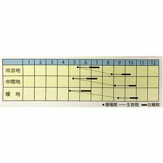 葉菜 種 【 フダンソウ　夏の風物詩 】 小袋
