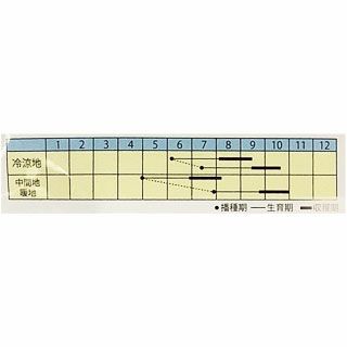 エダマメ 種 【 早生うま茶エダマメ 】 小袋 ( エダマメの種 )