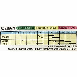 ビーツ 種 【 うずまきビーツ 】 小袋 ( ビーツの種 )