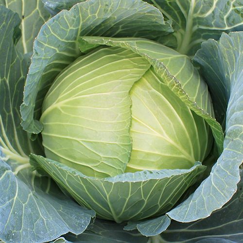 000000024120-01-l.jpg?t=