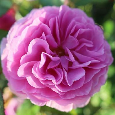 ピンク系 | 農業屋.com