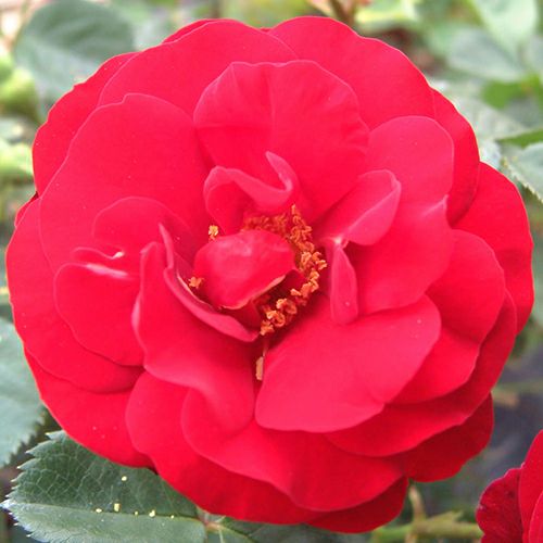 215 バンビ様専用 第4種郵便❤️レア❤️バラの様な花弁展開