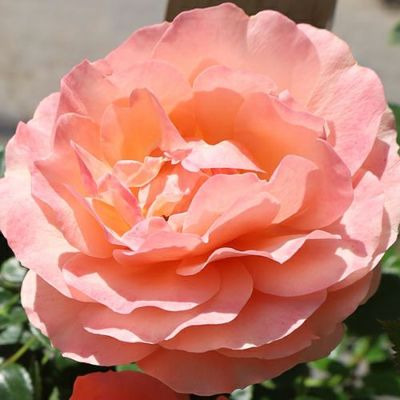 ピンク系 | 農業屋.com