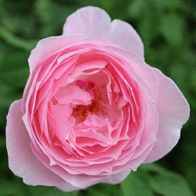 ピンク系 | 農業屋.com