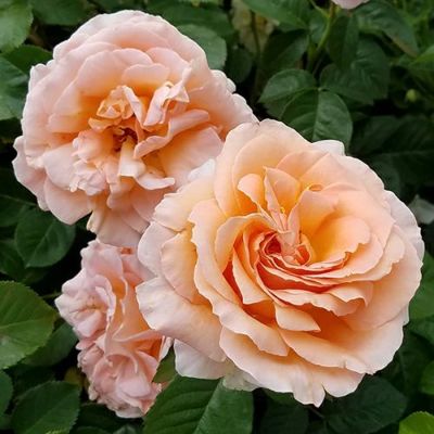 ピンク系 | 農業屋.com