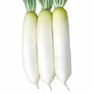 ダイコン 種 【 NR－522 】 8000粒 ( ダイコンの種 ) | 農業屋.com