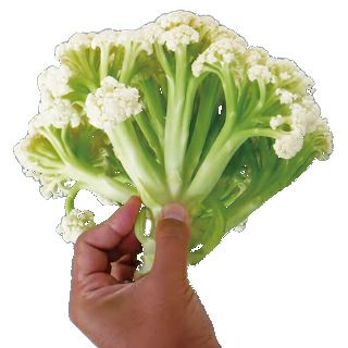 000000024322-01-l.jpg?t=