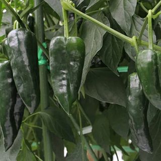 とうがらし 種 【 感激アミーゴ 】 100粒 ( とうがらしの種 ) | 農業屋.com