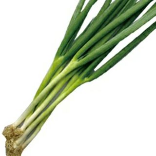 ネギ | 農業屋.com