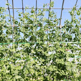 きぬさやエンドウ | 農業屋.com