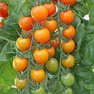 とまと購入ページ トマト | 農業屋.com