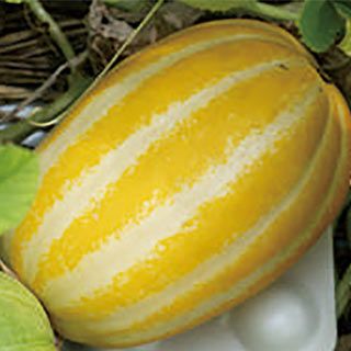 マクワ 種 【 チャメっ娘 】 100粒 ( フルーツマクワウリの種 )