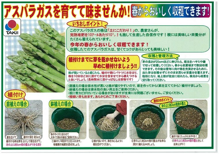 アスパラガス 素掘り株 苗 スーパージャンボ 2Lサイズ | 農業屋.com 