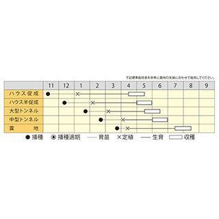 スイカ 種 【 栄光 】 小袋 ( スイカの種 )