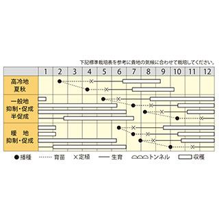 ミニトマト 種 【 なつめっ娘クリスピー 】 500粒 ( トマトの種 )